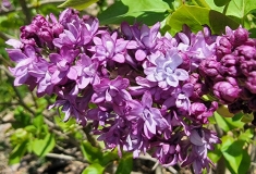 Royal_Purple_20220415_MLD_MLD_5