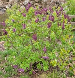 Royal_Purple_20220419_MLD_MLD_1