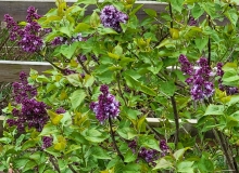 Royal_Purple_20220419_MLD_MLD_2