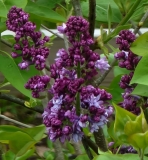 Royal_Purple_20220419_MLD_MLD_3