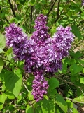 Royal_Purple_20220423_MLD_2