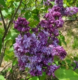 Royal_Purple_20220423_MLD_3