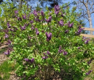 Royal_Purple_20220423_MLD_MLD