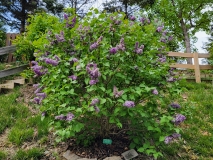 Royal_Purple_20220503_MLD_MLD_1