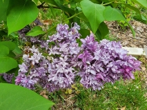 Royal_Purple_20220503_MLD_MLD_2