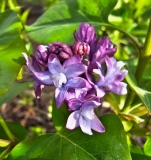 Royal_Purple_20230407_MLD_MLD