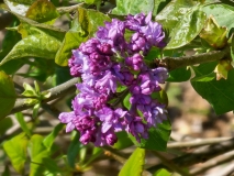 Royal_Purple_20230411_MLD_MLD