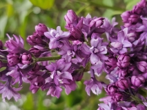 Royal_Purple_20230414_MLD_MLD_1