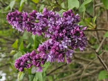 Royal_Purple_20230414_MLD_MLD_2