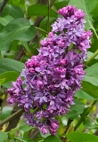 Royal_Purple_20230417_MLD_MLD_1