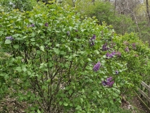 Royal_Purple_20230417_MLD_MLD_2