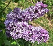 Royal_Purple_20230420_MLD_MLD