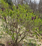 Royal_Purple_20240405_MLD_MLD