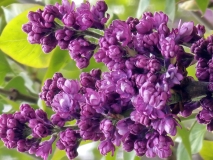 Royal_Purple_20240405_MLD_MLD_2