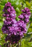 Royal_Purple_20240407_MLD_MLD