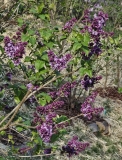 Royal_Purple_20240408_MLD_MLD