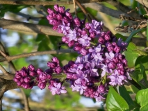 Royal_Purple_20240408_MLD_MLD_2