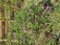 Royal_Purple_20240411_MLD_MLD