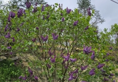 Royal_Purple_20240412_MLD_MLD
