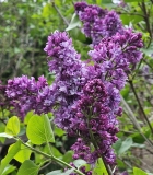 Royal_Purple_20240412_MLD_MLD_2