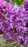 Royal_Purple_20240412_MLD_MLD_3
