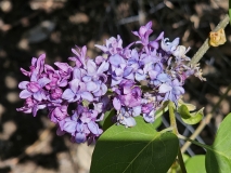Royal_Purple_Chadwick_MLD_1