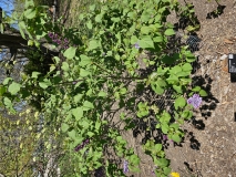 Royal_Purple_Chadwick_MLD_2