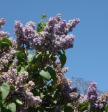 Royal_Purple_HP_2013_TP_2