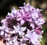 Royal_Purple_HP_2013_TP_4