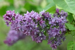 Royal_Purple_Main_BG_TP_3
