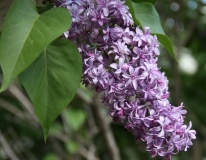 Royal_Purple_Main_BG_TP_5
