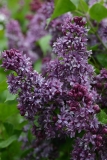 Royal_Purple_TP