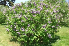 Royal_Purple_ZB_1