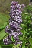 Royal_Purple_ZB_2