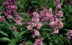 Royalty_1999_BN_RHT_1