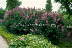 Royalty_1999_BN_RHT_2