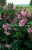 Royalty_1999_BN_RHT_3