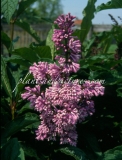 Royalty_1999_BN_RHT_5