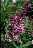 Royalty_1999_BN_RHT_6