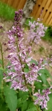 Royalty_20190519_MLD_MLD_1