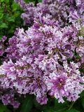 Royalty_20200530_MLD_MLD_6