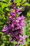 Royalty_20210520_MLD_MLD_1