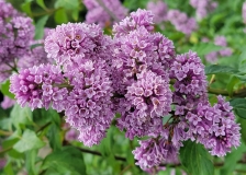 Royalty_20210525_MLD_MLD_3