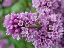 Royalty_20210525_MLD_MLD_4