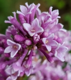 Royalty_20210528_MLD_MLD_3