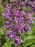 Royalty_20230520_MLD_MLD_1