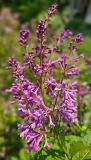 Royalty_20230520_MLD_MLD_4