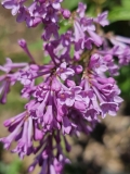 Royalty_20240516_MLD_MLD_3