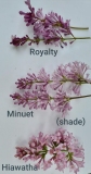 Royalty_Minuet_Hiawatha_sun_and_shade_comparisons_1