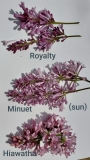 Royalty_Minuet_Hiawatha_sun_and_shade_comparisons_2